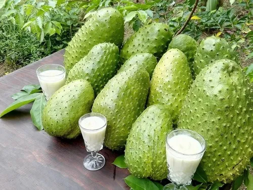 Ecuadorian Soursop - Imagen 1