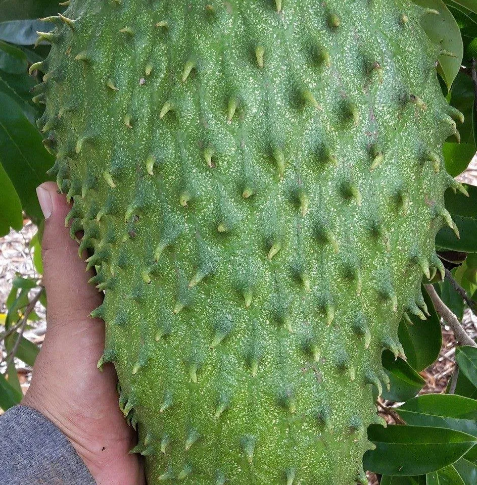 Ecuadorian Soursop - Miniatura 3